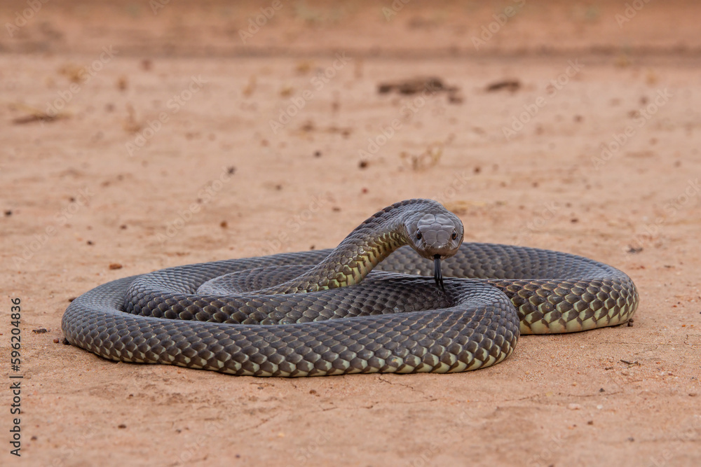 Obraz premium Australian Highly venomous Mulga or King Brown Snake