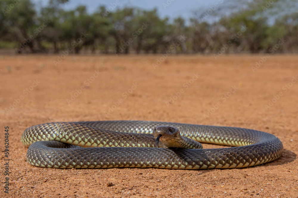 Fototapeta premium Australian Highly venomous Mulga or King Brown Snake
