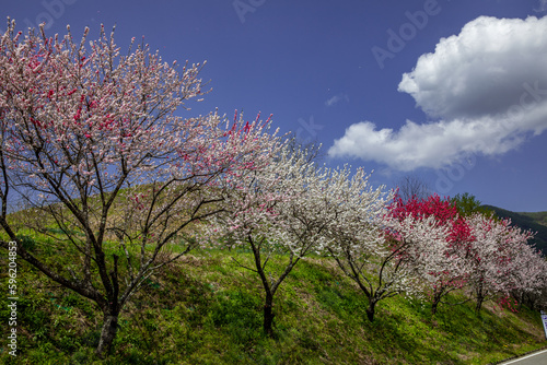 花桃の里