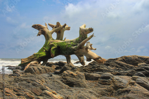 Picturesque driftwood on the rocky shore of the Atlantic Ocean.