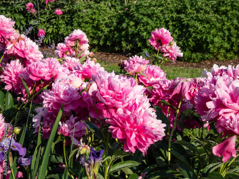 Chinese Peony, Garden Peony 'Wrinkles & Crinkles' (Paeonia lactiflora) flowering with full, rich pink flowers in sunlight in the garden Chinese Peony, Garden Peony 'Wrinkles & Crinkles' (Paeonia lactiflora) flowering with full, rich pink flowers in sunlight in the garden