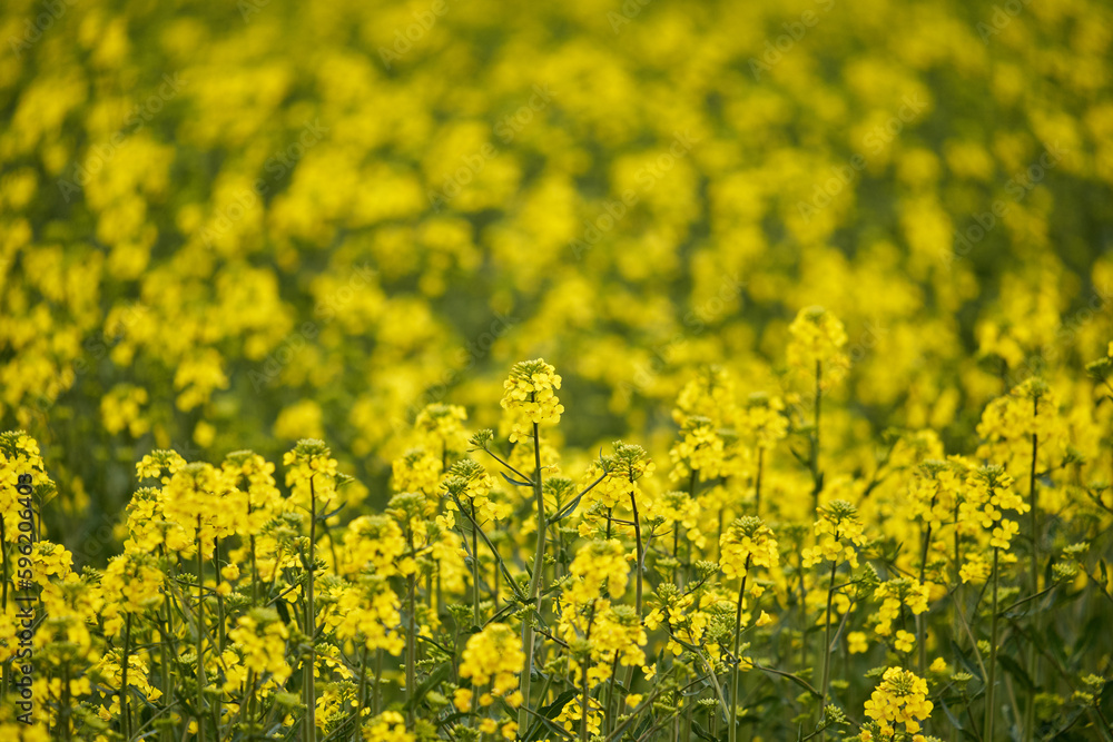 Young canola flowers