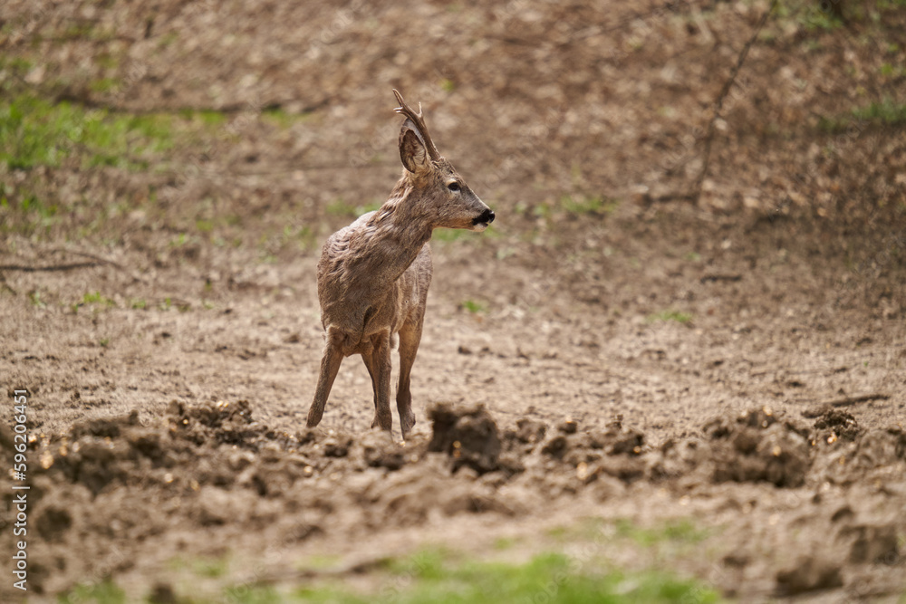Fototapeta premium Roebuck shedding its winter fur