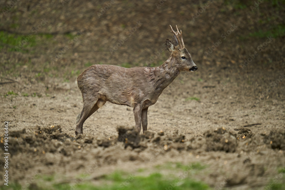 Roebuck shedding its winter fur Roebuck shedding its winter fur