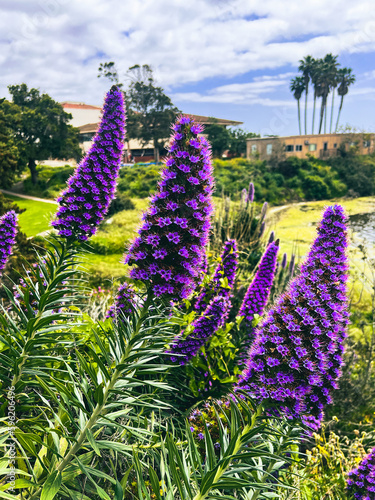 Striking purple Flowers de Madeira blossoming at a natural preserve 