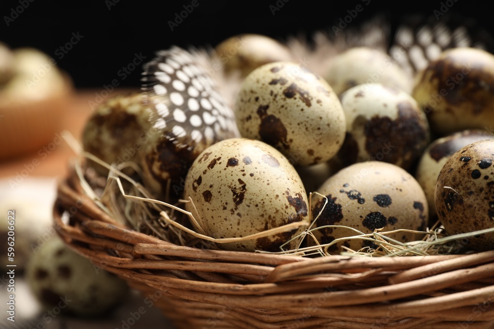 Nest with speckled quail eggs and feathers, closeup Nest with speckled quail eggs and feathers, closeup