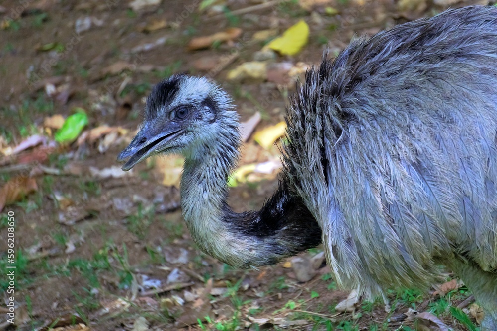 Fototapeta premium close up of a ostrich