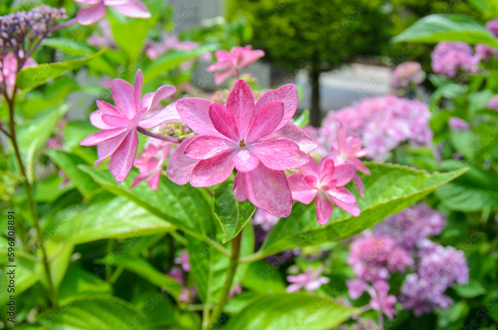 紫色のアジサイの花 紫色のアジサイの花