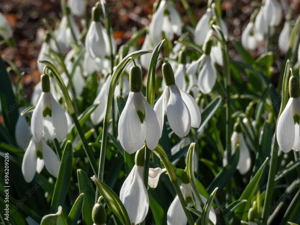 Fototapeta premium Macro of white flowers of the pleated snowdrop (Galanthus plicatus) growing in the garden in bright sunlight in early spring with blurred background