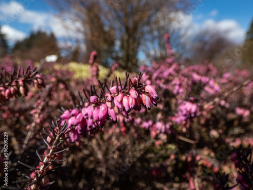 Heather (Erica carnea) 'Kramer's Rote' with dark bronze-green foliage flowering with clouds of magenta flowers in spring