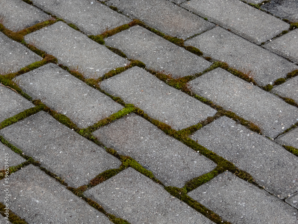 Close-up of pavement with green moss between all bricks. Moss growing on pavement. Geometrical pattern outdoors in nature and city Close-up of pavement with green moss between all bricks. Moss growing on pavement. Geometrical pattern outdoors in nature and city