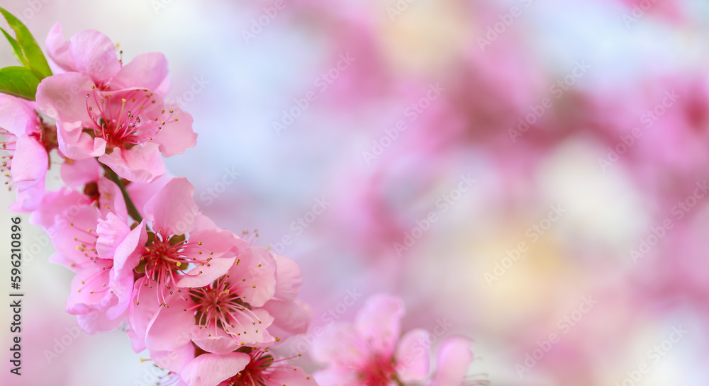 Naklejka premium Spring background with pink flowers. Branches of flowering almond macro with soft focus background. Sakura. Blooming cherry. Easter and spring cards. Beautiful pink background.