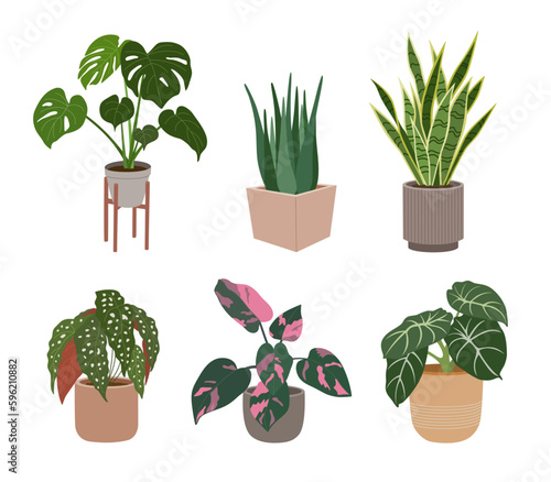 Set of home plants in flowerpots. Houseplants for modern home decoration. Hand drawn vector illustration isolated on white background, flat cartoon style.