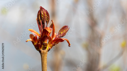 spring buds