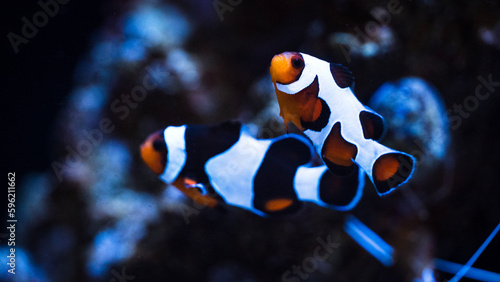 clownfish pair
