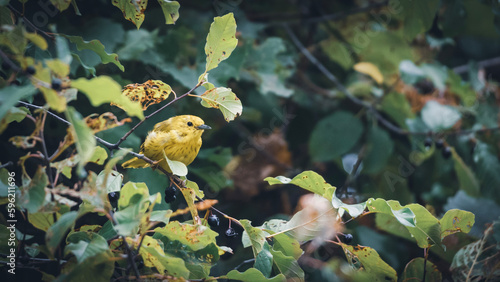 Yellow warbler in trees