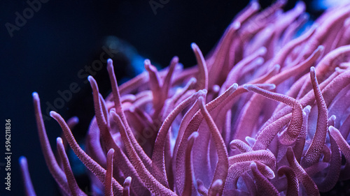 pink flowing anemone