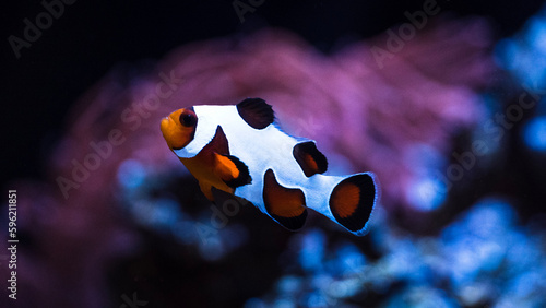 clownfish and anemone