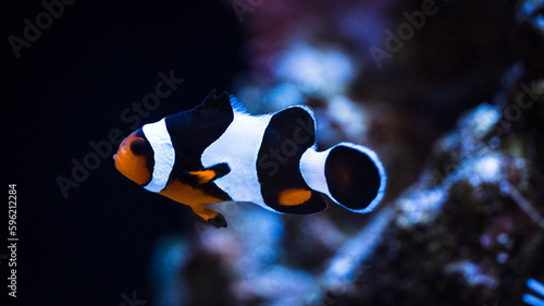 clownfish