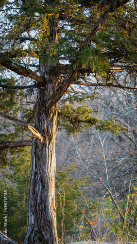 trees in the forest