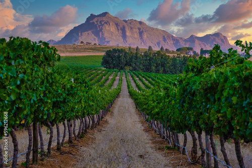Vineyard landscape at sunset with mountains in Stellenbosch, near Cape Town, South Africa