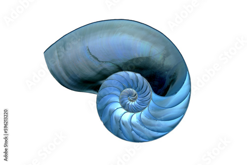 creative variations on the Nautilus shell, sectioned in half, photographs of the inside on a white background, you can see the Fibonacci sequence.