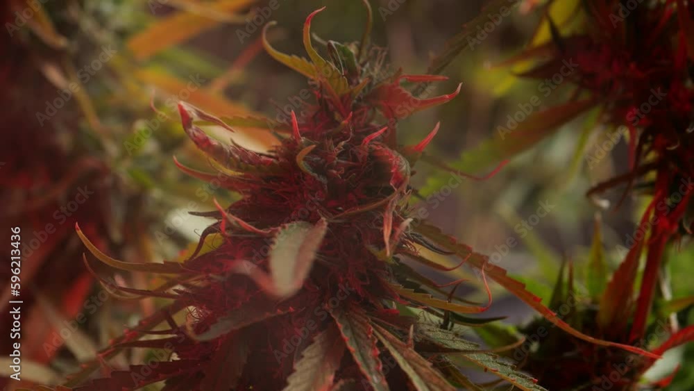 Marijuana is a key ingredient in pharmaceuticals and is an illegal drug in many countries. Marijuana is a key ingredient in pharmaceuticals and is an illegal drug in many countries.