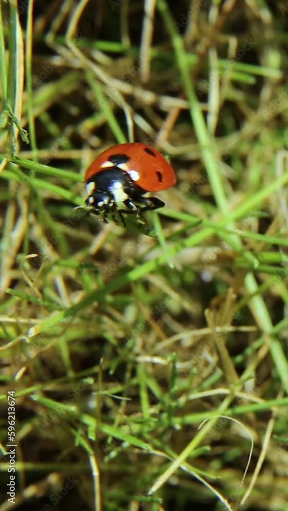 Ladybug crawls up and takes off. The beetle is red in the wild. Ladybug crawls up and takes off. The beetle is red in the wild.