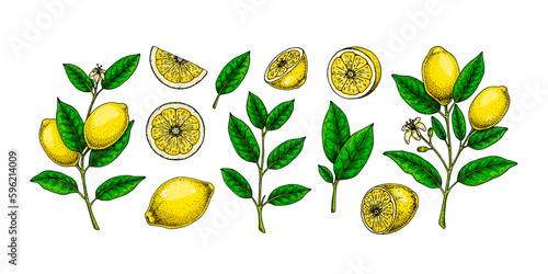 Lemon fruit, branches, leaves and slices. Colorful hand drawn vector illustration in sketch style. Tropical exotic citrus fruit summer design elements