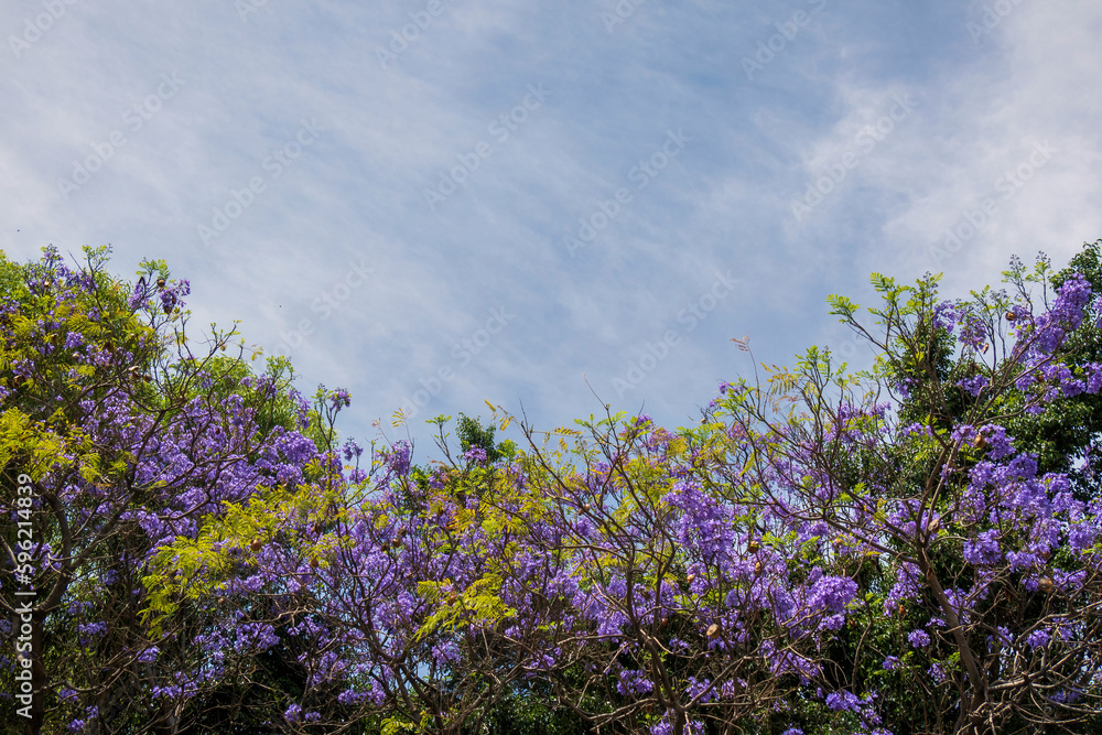 Purple jacaranda tree with blue sky and cloud background Purple jacaranda tree with blue sky and cloud background