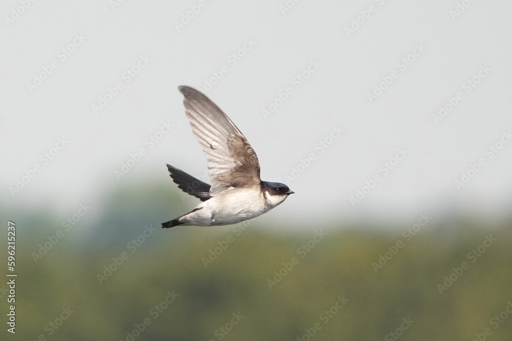 asian house martin in flight asian house martin in flight