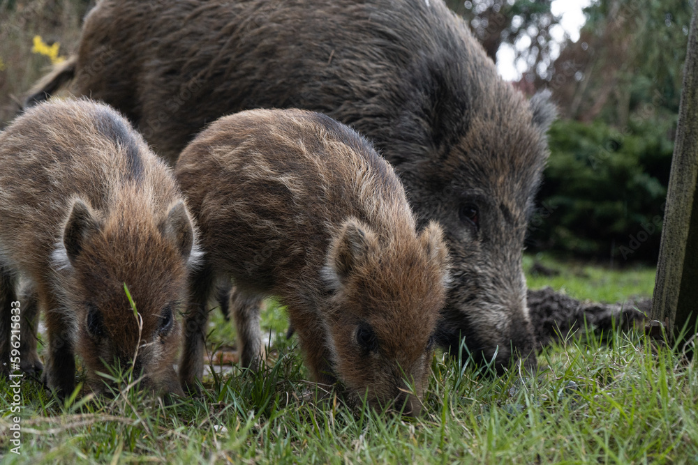 Herd of wild boars looking for a food. Piglets or boarlets, young baby boars and adult big wild swine or pig, Sus scrofa family. Herd of wild boars looking for a food. Piglets or boarlets, young baby boars and adult big wild swine or pig, Sus scrofa family.