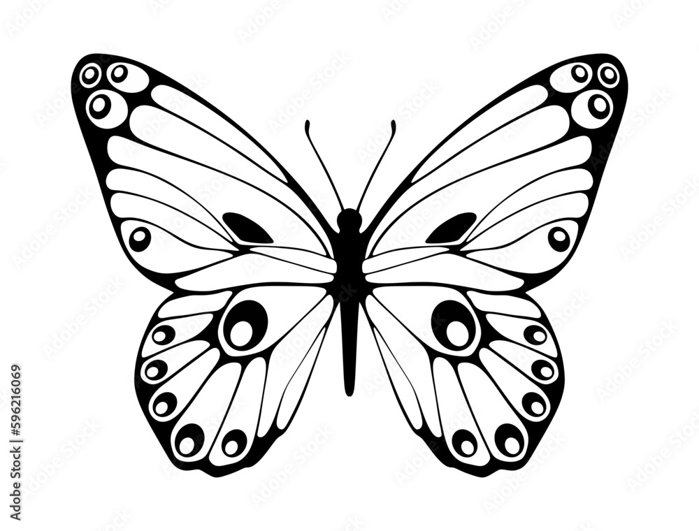 Butterfly Butterfly