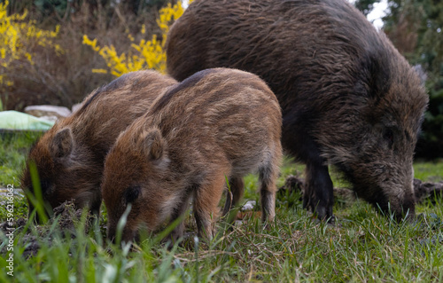 Herd of wild boars looking for a food. Piglets or boarlets, young baby boars and adult big wild swine or pig, Sus scrofa family. photo