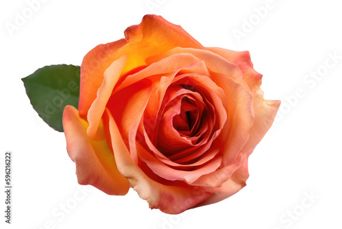 Orange rose beautiful isolated on traparent background. Generative Ai