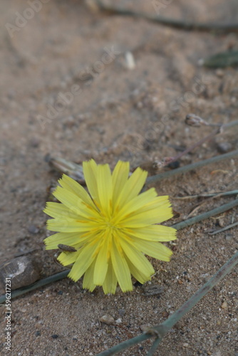 yellow flower on the ground