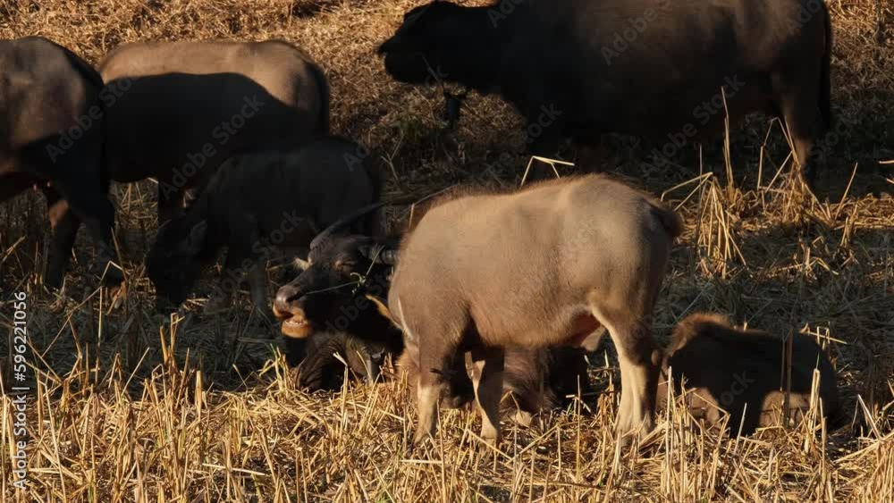 Feeding in front of a resting mother while others feed around, Water Buffalo, Bubalus bubalis, Thailand. Feeding in front of a resting mother while others feed around, Water Buffalo, Bubalus bubalis, Thailand.
