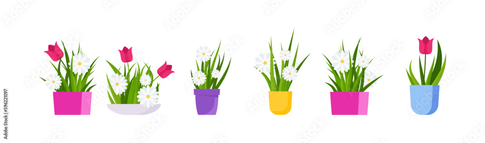 Obraz premium Potted chamomile and tulips. Garden flowers. Flat vector illustration.