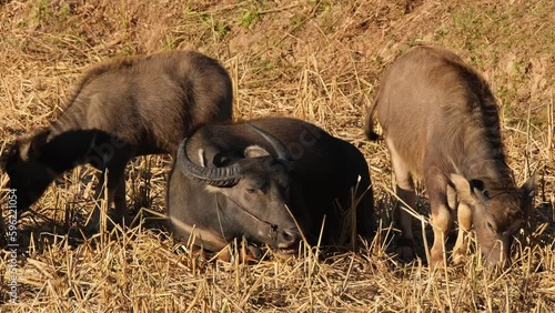 A mother chilling on the ground while its children eat around dry grass, Water Buffalo, Bubalus bubalis, Thailand. photo