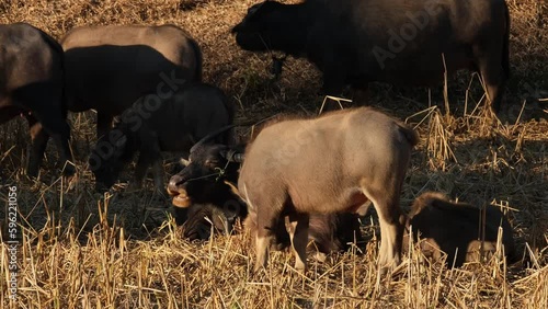 Feeding in front of a resting mother while others feed around, Water Buffalo, Bubalus bubalis, Thailand. photo