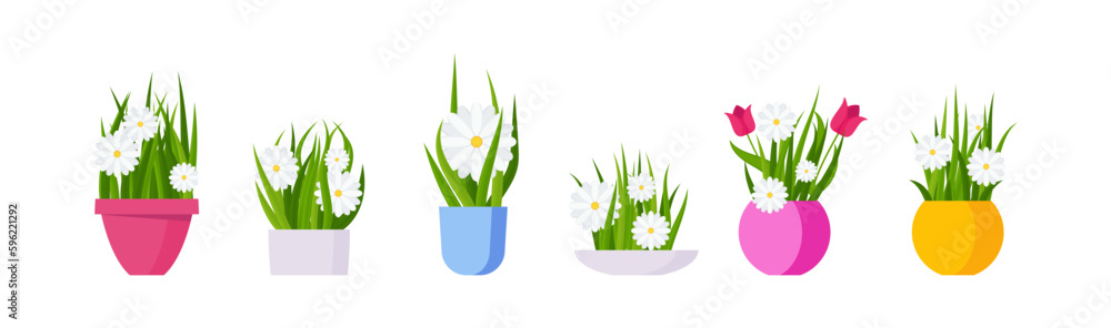 Potted chamomile and tulips. Garden flowers. Flat vector illustration. Potted chamomile and tulips. Garden flowers. Flat vector illustration.