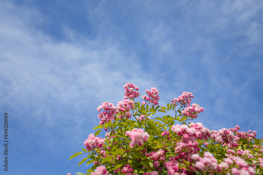Beautiful flowering bush with pink french gallic rose or damascus rosa shrub in blossom, blue cloudy sky background Beautiful flowering bush with pink french gallic rose or damascus rosa shrub in blossom, blue cloudy sky background