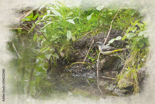 A digital watercolour painting of a Grey Wagtail, Motacilla cinerea on a river bank with reflection.