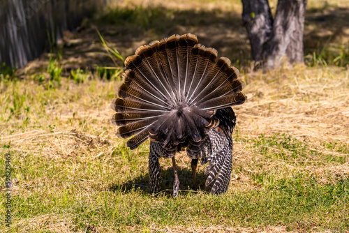 Male wild turkey (Meleagris gallopavo) with spread tail feathers, back view.