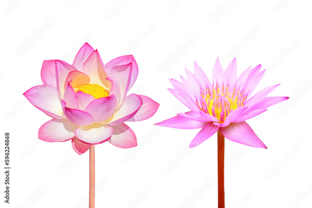 Beautiful lotus flower 2 species of lotus isolated on white background