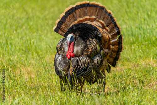 Male wild turkey (Meleagris gallopavo) with spread tail feathers walks in the meadow.