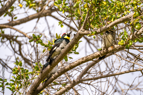 Acorn woodpecker sitting on a tree, California