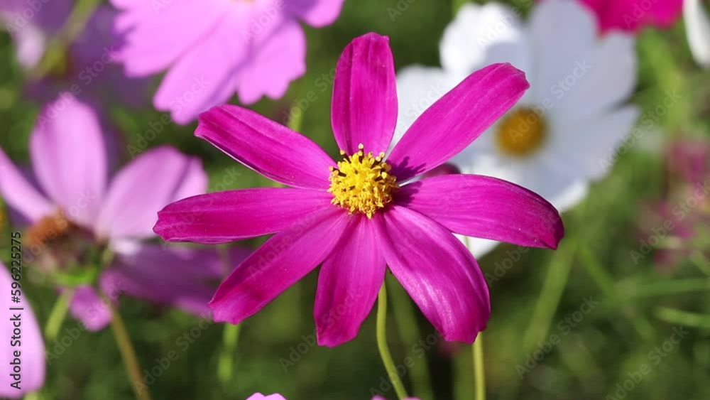 Beauty pink cosmos bipinnatus blossom with light wind garden background Beauty pink cosmos bipinnatus blossom with light wind garden background