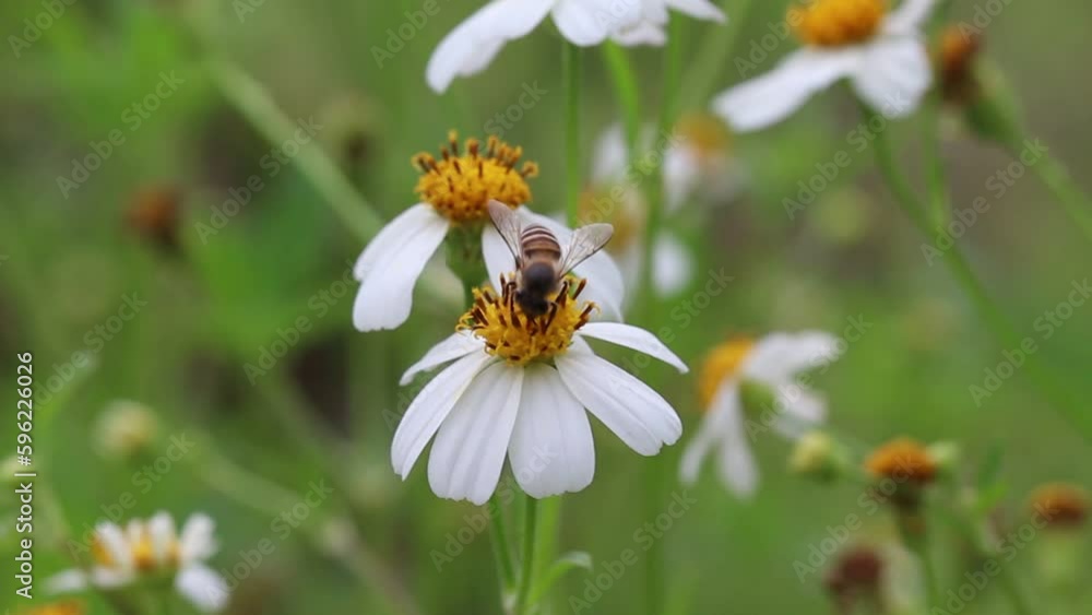 Closeup white flowers blooming  (bidens pilosa) with bee drinking nectar in garden background