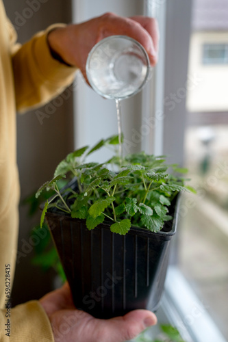 Man pouring glass of water in potted plant at home